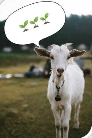 Cute goat